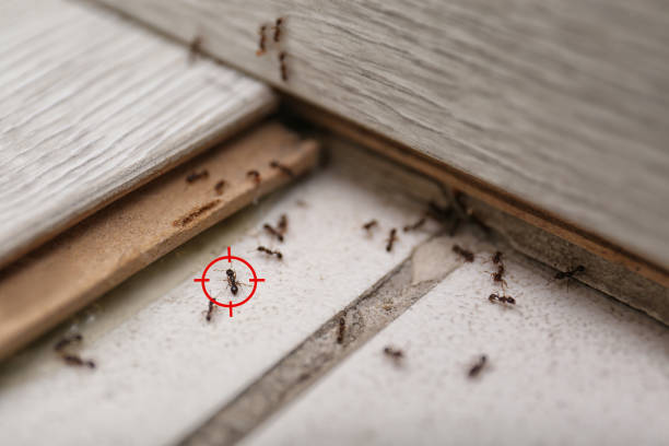 Best Residential Pest Control  in South Wilton, CT