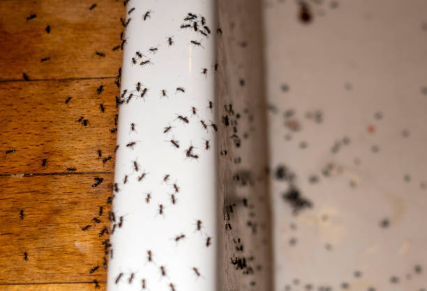 Best Cockroach Control Services  in South Wilton, CT